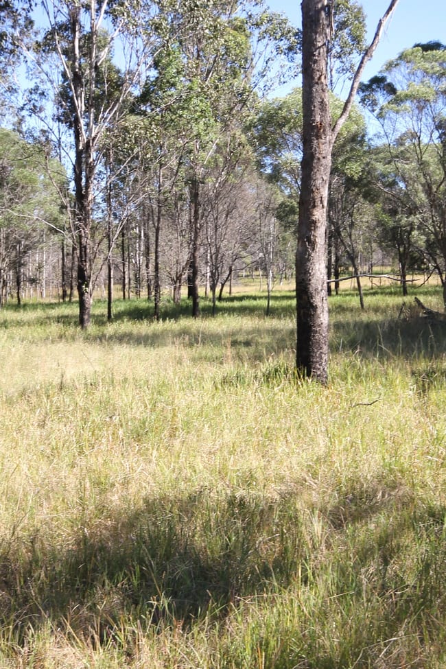 Lot 1 Shannondale Road Shannondale NSW 2460