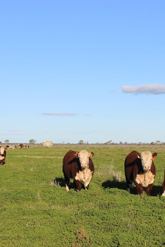1378 Keewong Lane Coonamble NSW 2829