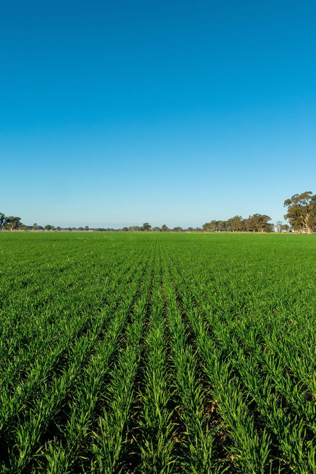 479 Stokes Road Strathmerton VIC 3641
