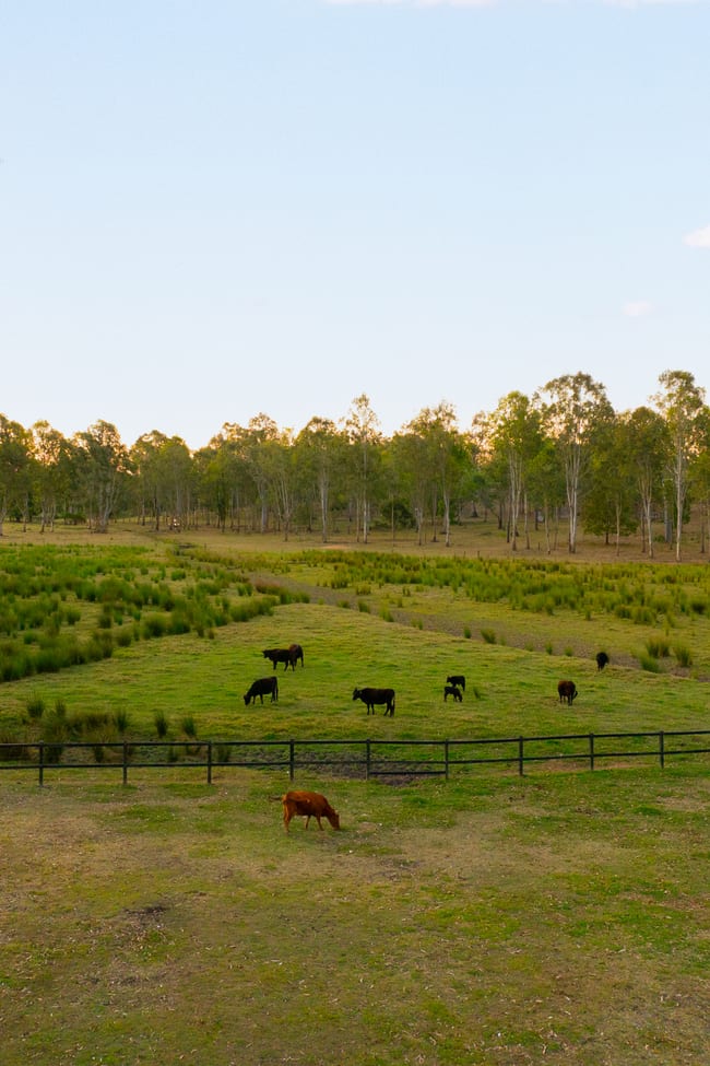 888 Mundoolun Connection Road Tamborine QLD 4270
