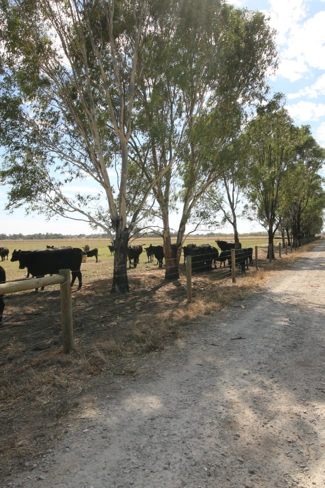 1480 Fennaughty Road Merrigum VIC 3618