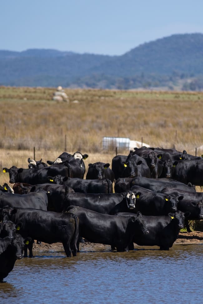 'Jacksons Block' Bendemeer Road Uralla NSW 2358
