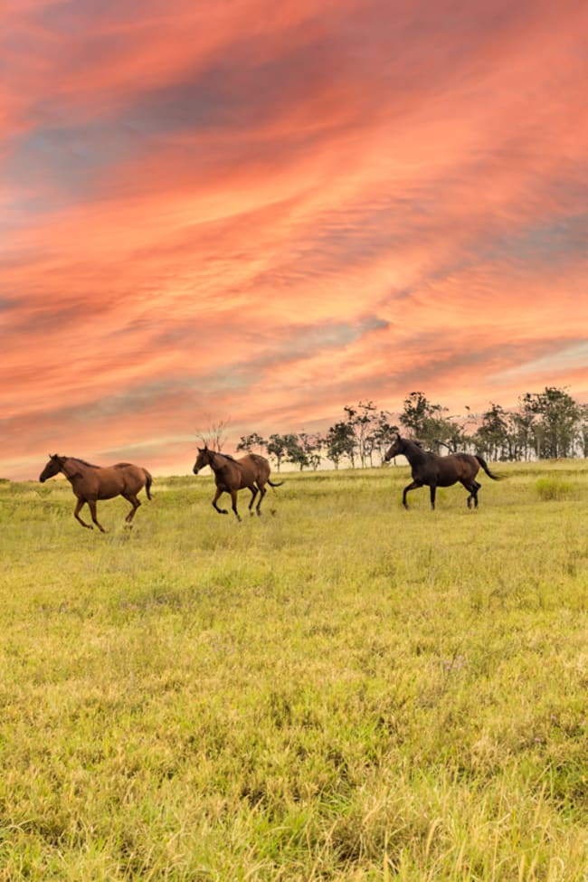 3, 1145 Biddeston-Southbrook Road Southbrook QLD 4363