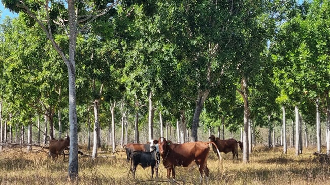 Douglas-daly NT 0822 Douglas-daly NT 0822