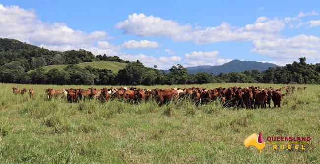 Japoonvale QLD 4856 Japoonvale QLD 4856