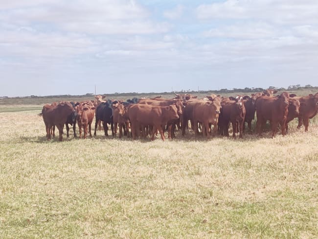 2648 Springdale Road Jerdacuttup WA 6346 2648 Springdale Road Jerdacuttup WA 6346