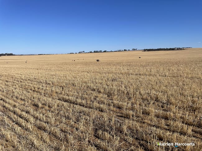 . Lot 11525 Ditchburn Road Nyabing WA 6341