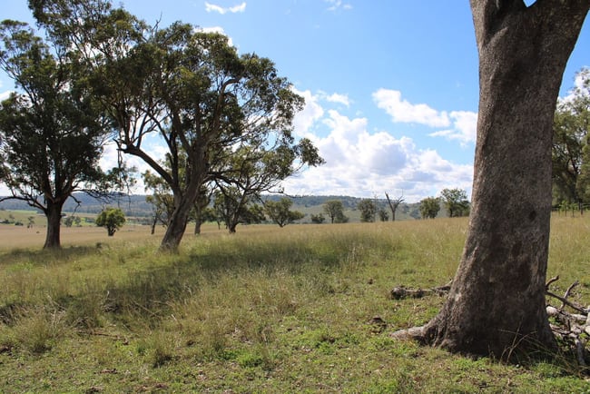 2313 Jerrys Plains Road Jerrys Plains NSW 2330 2313 Jerrys Plains Road Jerrys Plains NSW 2330