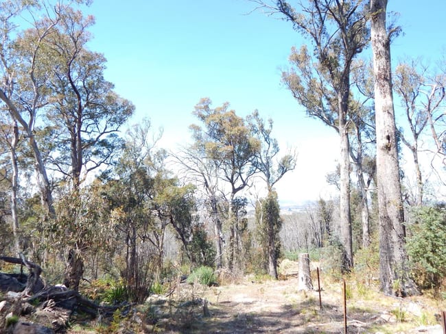 Lot 102 Badja Road Countegany NSW 2630 Lot 102 Badja Road Countegany NSW 2630