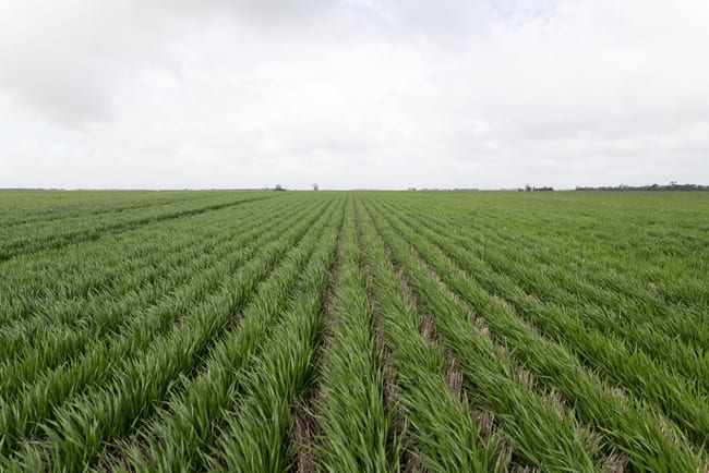 Donald Murtoa Road Kewell VIC 3390 Donald Murtoa Road Kewell VIC 3390