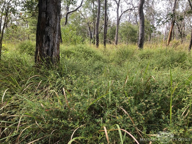 Lot 154 / 764 Hodzic Road Biboohra QLD 4880