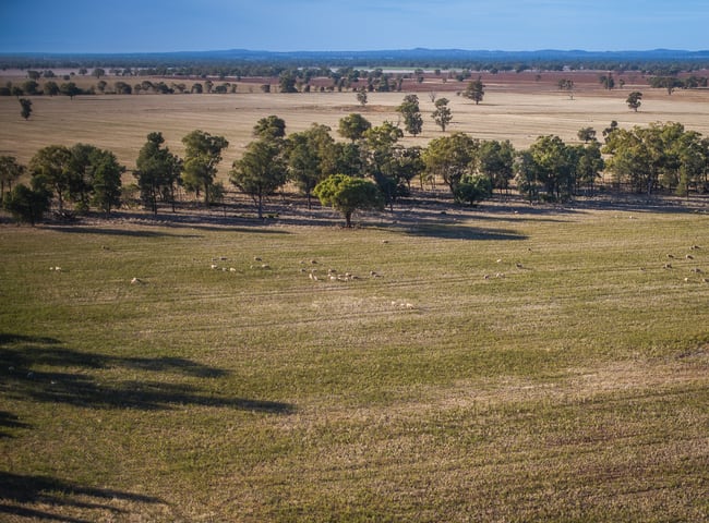 1403 Platina Road Trundle NSW 2875 1403 Platina Road Trundle NSW 2875