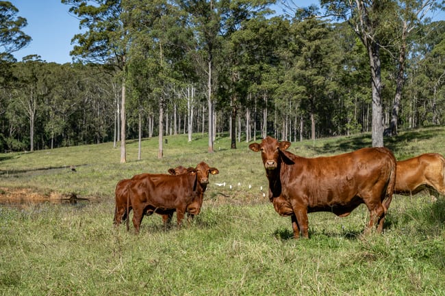 265 Storrs Road Peachester QLD 4519 265 Storrs Road Peachester QLD 4519