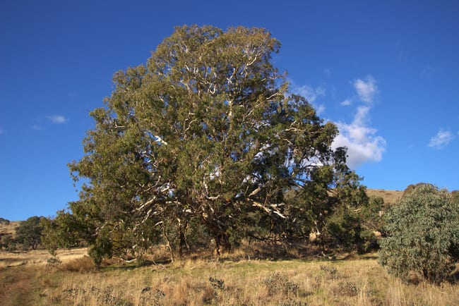355 Gallymont Road Mandurama NSW 2792 355 Gallymont Road Mandurama NSW 2792