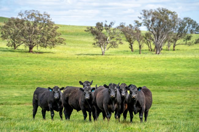 'Cronga Peak' 157 Cronga Peak Road Molong NSW 2866 'Cronga Peak' 157 Cronga Peak Road Molong NSW 2866