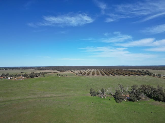 603 Charcoal Tank Road West Wyalong NSW 2671