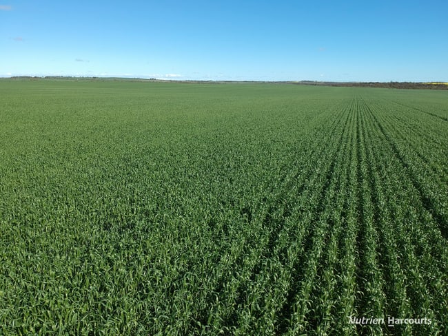 2174 Nanekine Road Mingenew WA 6522