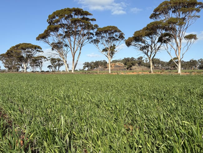 . 'Wesburra' Lease Nukarni WA 6480 . 'Wesburra' Lease Nukarni WA 6480