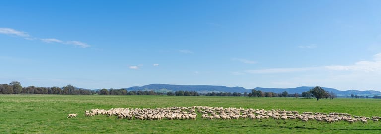 Rural / Farming commercial property for sale at 1969 Jingellic Road Wantagong NSW 2644