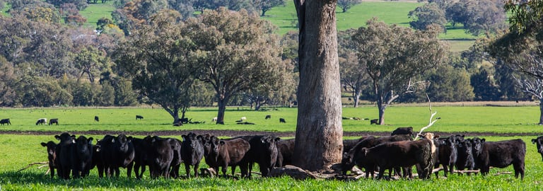 Rural / Farming commercial property for sale at Merriwa Road Willow Tree NSW 2339