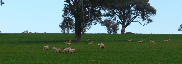 Rural / Farming commercial property for sale at 647 Canomodine Lane Canowindra NSW 2804