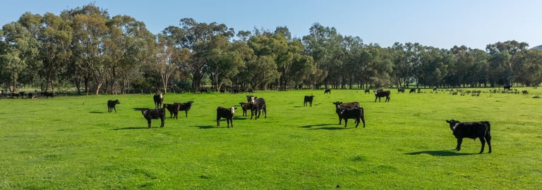 Rural / Farming commercial property for sale at 1949 Wymah Road Wymah NSW 2640