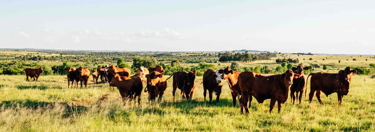 Rural / Farming commercial property for sale at Waikola QLD 4420