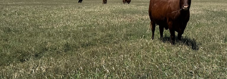 Rural / Farming commercial property for sale at 213 Nevilles Road Yeoval NSW 2868