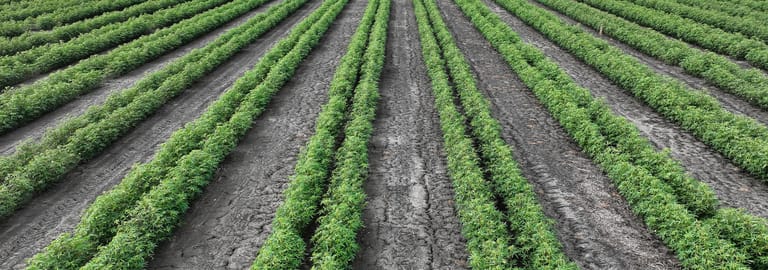 Rural / Farming commercial property for sale at St Ruth QLD 4405