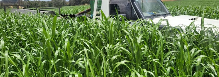 Rural / Farming commercial property for sale at 1725 Humula Road Tarcutta NSW 2652