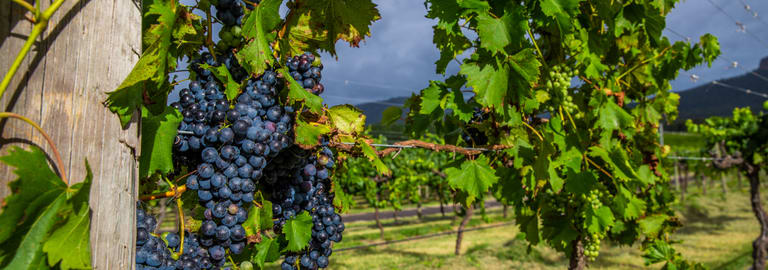 Rural / Farming commercial property for sale at Nightingale Wines 1239 Milbrodale Road Broke NSW 2330
