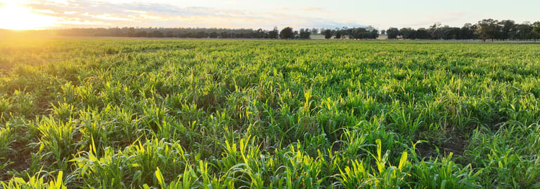 Rural / Farming commercial property for sale at 214 Drillham South Road Drillham QLD 4424