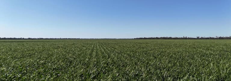 Rural / Farming commercial property for sale at Toobeah QLD 4498