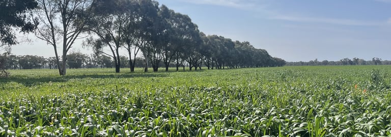 Rural / Farming commercial property for sale at 1970 Lower River Road Aratula NSW 2714