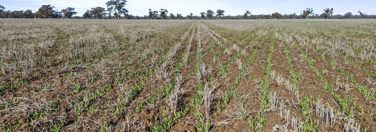 Rural / Farming commercial property for sale at 1970 Lower River Road Aratula NSW 2714