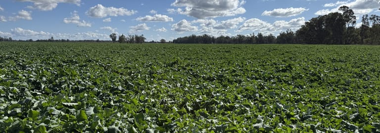 Rural / Farming commercial property for sale at 7454 Lachlan Valley Way Forbes NSW 2871