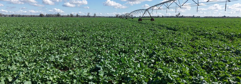 Rural / Farming commercial property for sale at 7454 Lachlan Valley Way Forbes NSW 2871