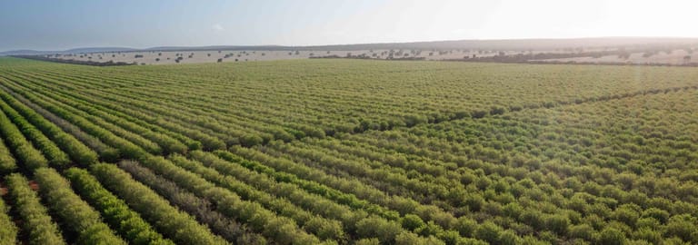 Rural / Farming commercial property for sale at Griffith NSW 2680