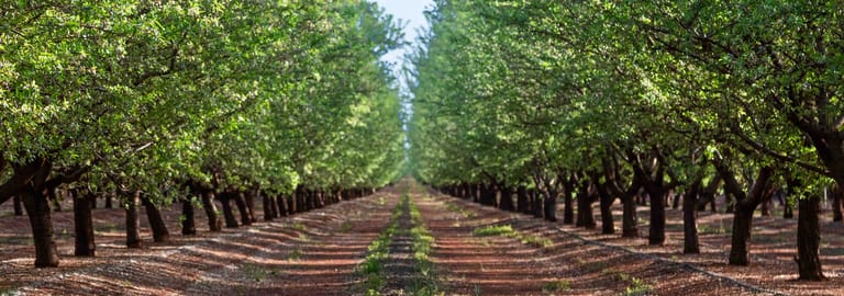 Rural / Farming commercial property for sale at Griffith NSW 2680