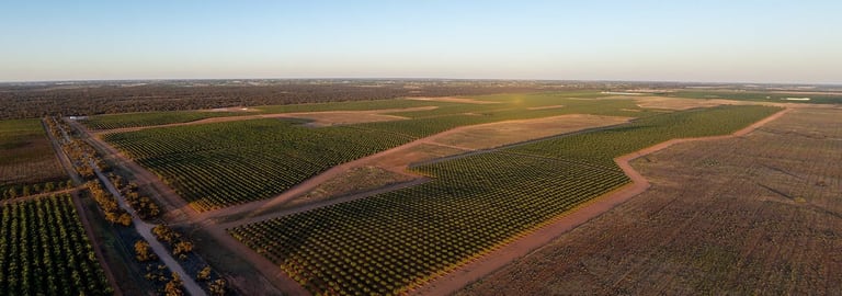 Rural / Farming commercial property for sale at 971 Wilga Road Red Cliffs VIC 3496