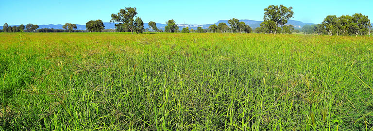 Rural / Farming commercial property for sale at Rewan Road Rolleston QLD 4702