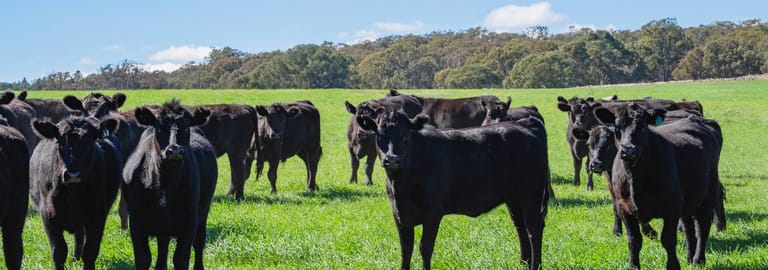 Rural / Farming commercial property for sale at 1744 Brawlin Road Cootamundra NSW 2590