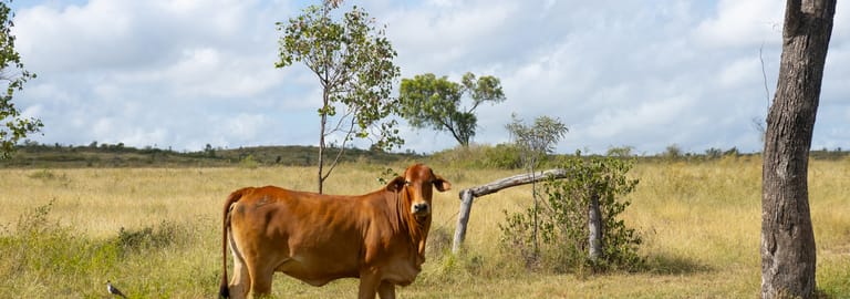 Development / Land commercial property for sale at 308 Belmont Road Glenlee QLD 4711 Development / Land commercial property for sale at 308 Belmont Road Glenlee QLD 4711