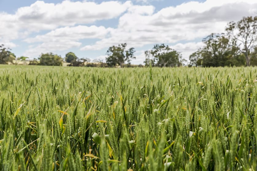 Click to view all images Mundulla SA 5270 - Image 2
