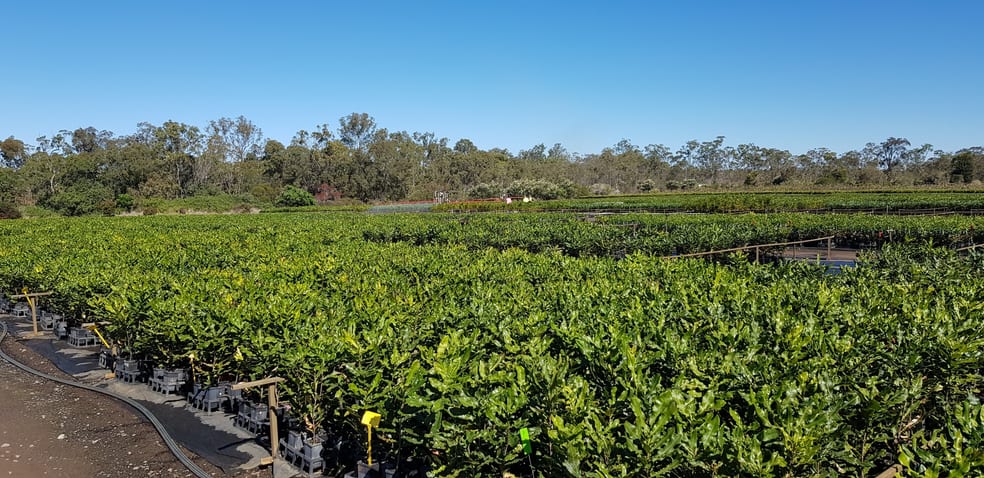 182 Ten Mile Road Sharon QLD 4670 - Image 3