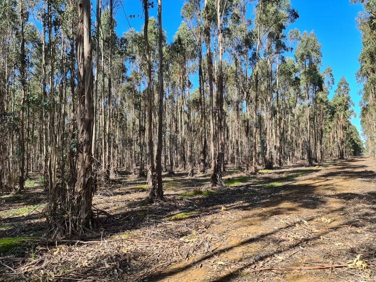 Click to view all images Lot/5722 Jackson Road Narrikup WA 6326 - Image 1