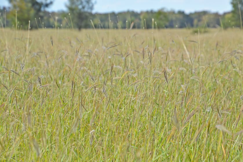 Click to view all images Old Moonie Road Moonie QLD 4406 - Image 2