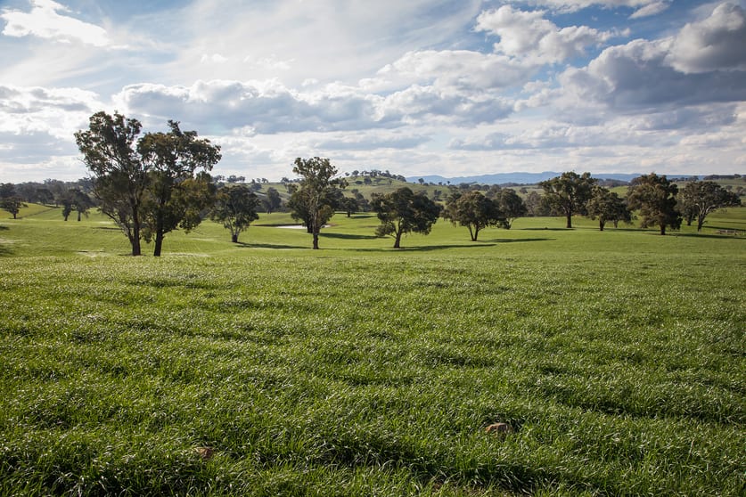 Click to view all images Glenarvon, Burnt Yards Road Mandurama NSW 2792 - Image 1