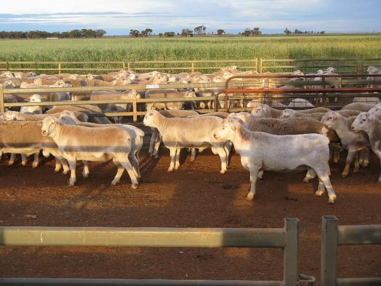 Click to view all images Lot/182dp Lachlan Valley Way Lake Cargelligo NSW 2672 - Image 1