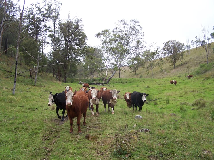 1 Razorback Creek Road Rivertree NSW 2372 - Image 3